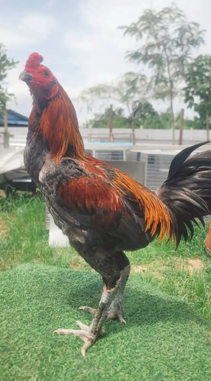 🏆🏆พิกุลฟาร์ม ไก่ชน🐓🐓