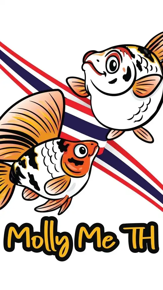 Molly Me Club ปลาบอลลูนนำเข้า คัดเกรด