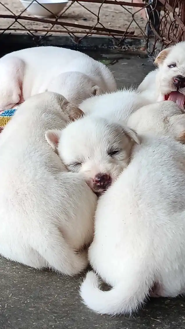 สมาชิกชมรมโฮงเกือหมา ม.อุบลฯ 2568 🐶