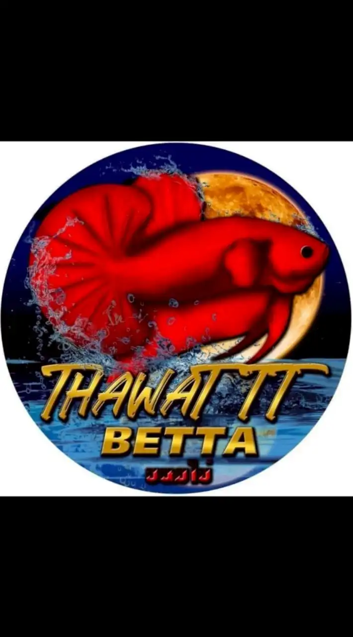 Thawat Betta V.1🏆🥇