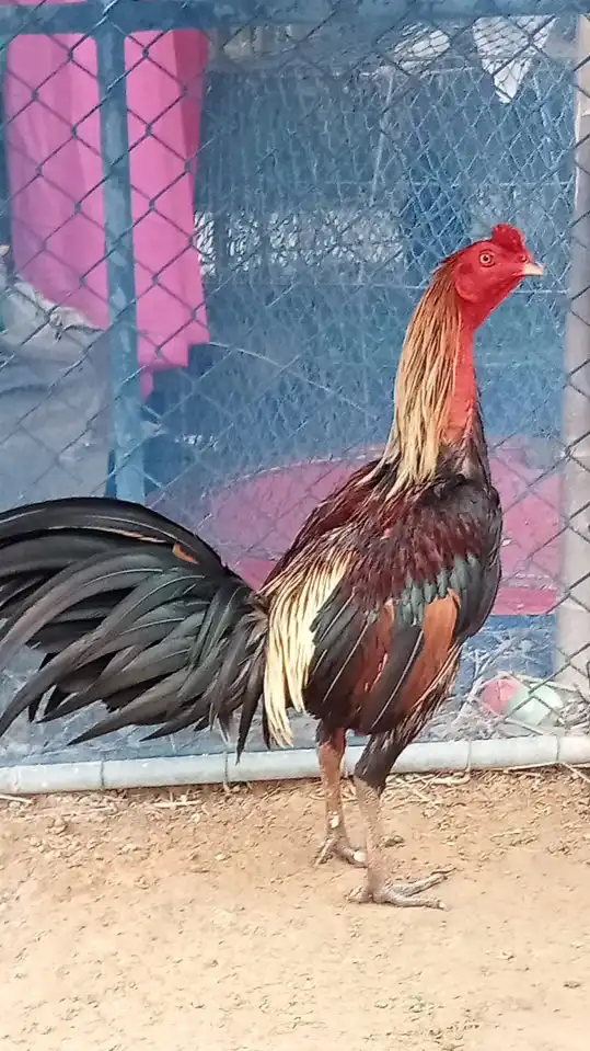 🐔 N ราชาสายตี เพชรสยาม พะเยา