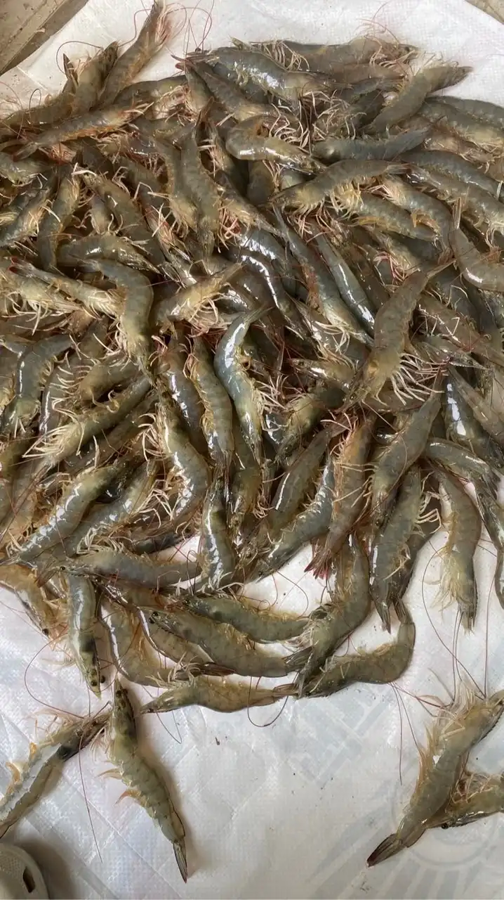 กุ้งขาวราคาส่ง แพกัณฑคูณ
