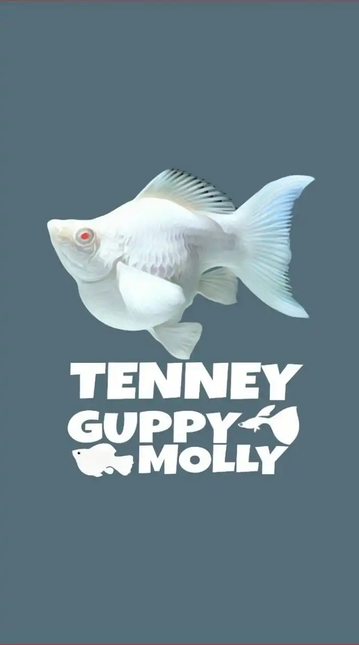 Tenney Guppy Molly