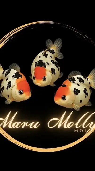 เสนอราคาปลาบอลลูนทุกสายพันธุ์ by maru molly