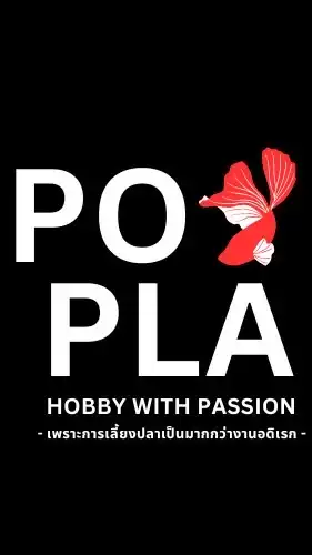 Popla Betta(ปอปลา) จำหนายปลากัดและรับจัดหาปลาสวยงาม