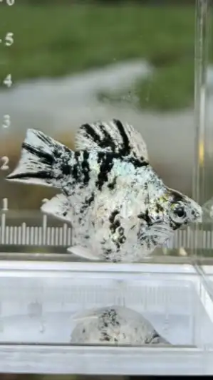 นับตังค์MollyFishFarm🐠