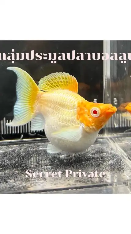 ปลาบอลลูน ซื้อ-ขาย ประมูล เฉพาะฟาร์มที่เข้าร่วม