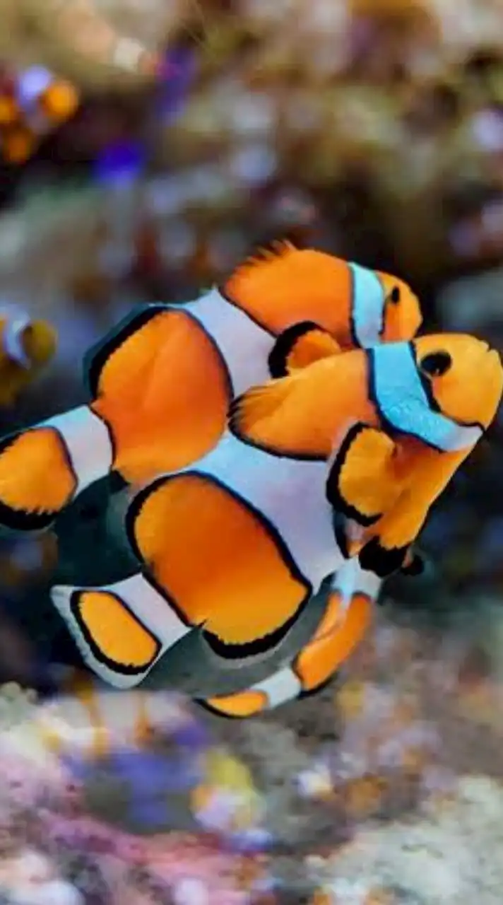 sea world ปลาการ์ตูนเพาะ