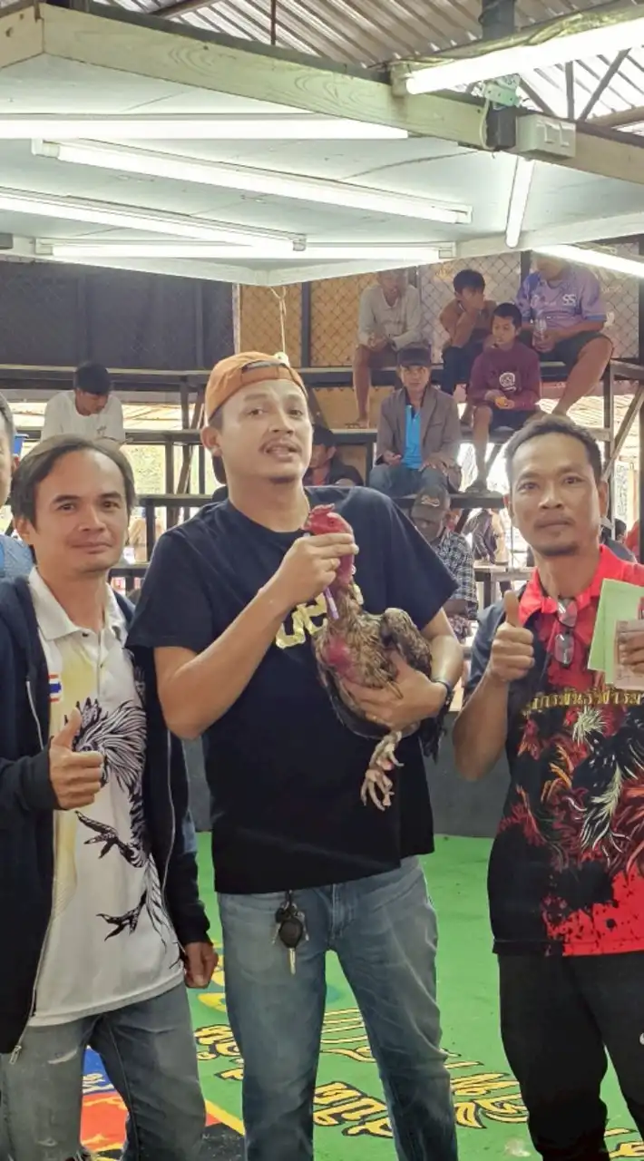 ไก่ชนบ้าน RK ศ.โพธิ์ทอง