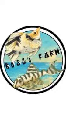 Boss’s MOLLY FARM