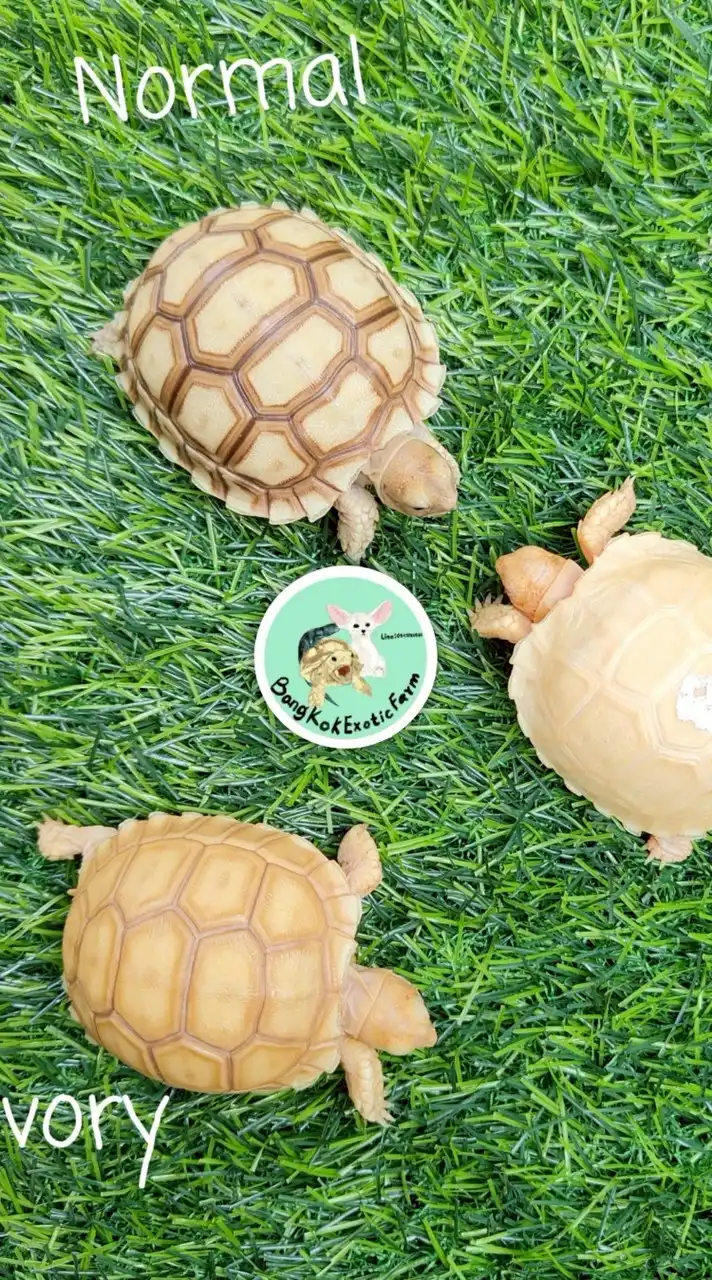 ประมูลน้องเต่า🐢