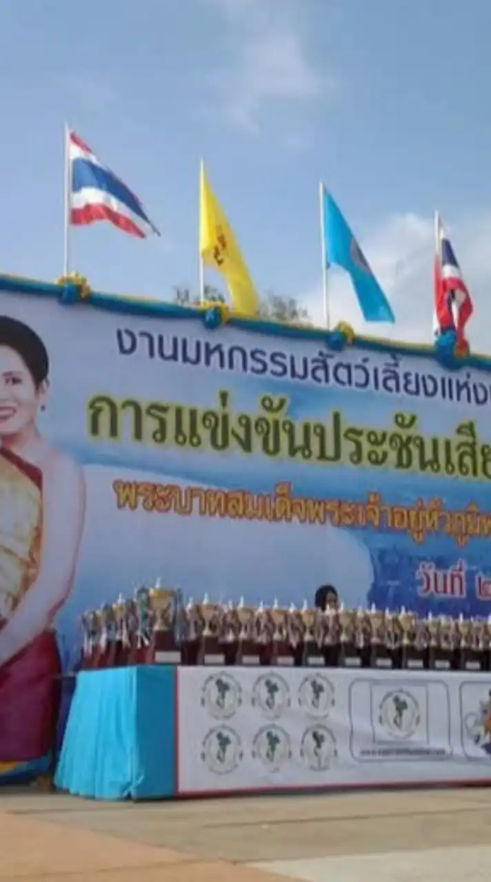 รายการแข่งขัน《นกกรงหัวจุกไทย》