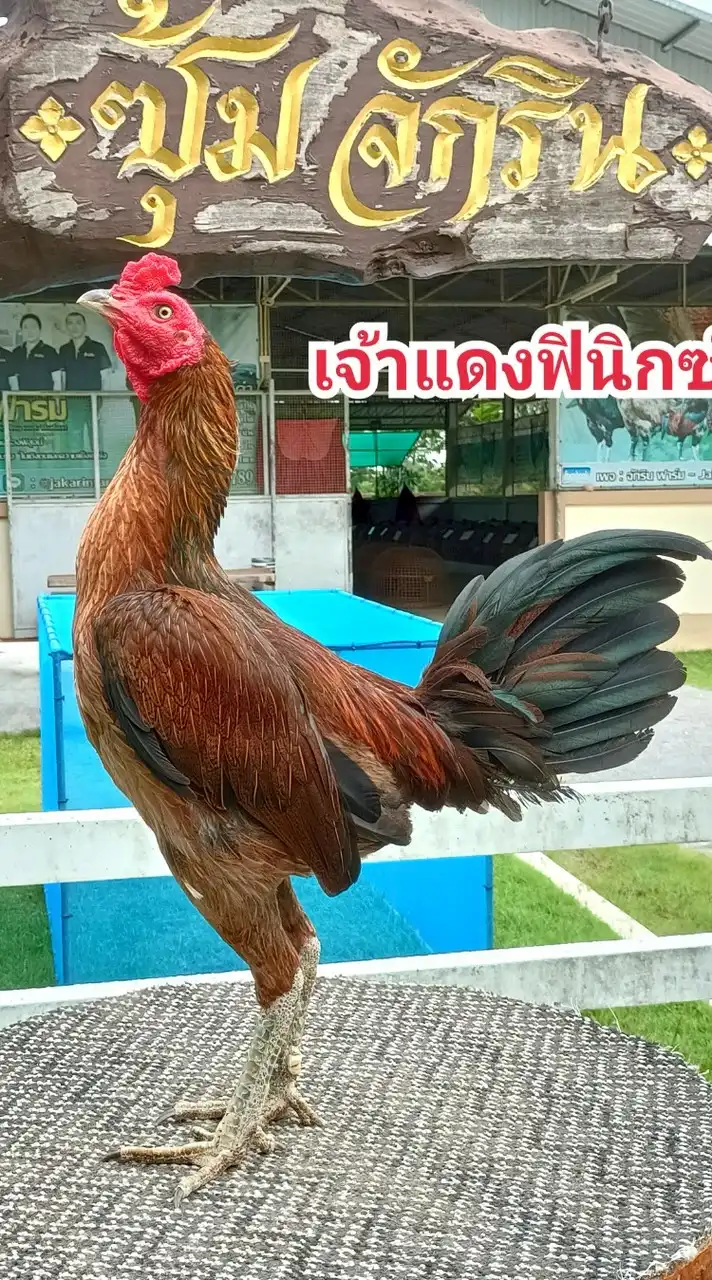 จักรินฟาร์มกลุ่ม9