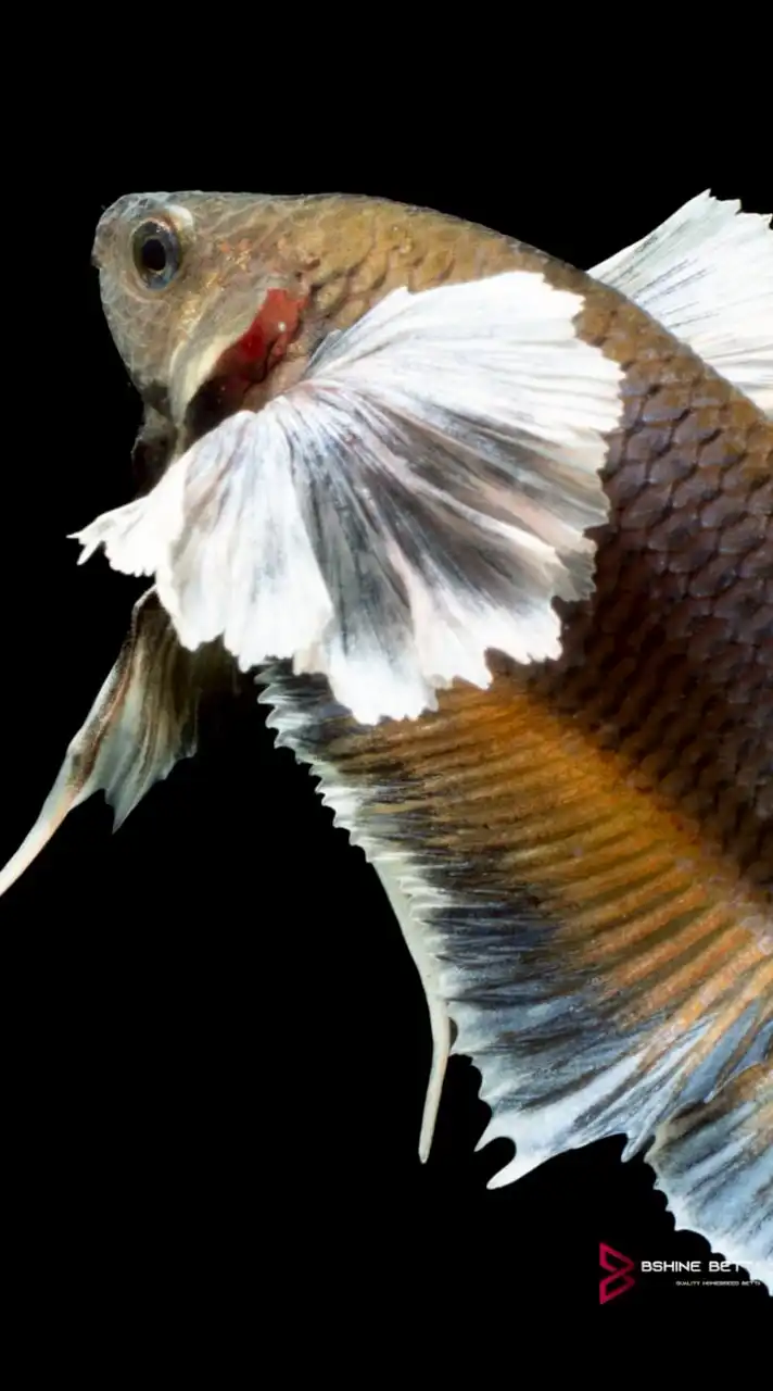 ร้านปลากัดปราจีนบุรี Bshinebetta304