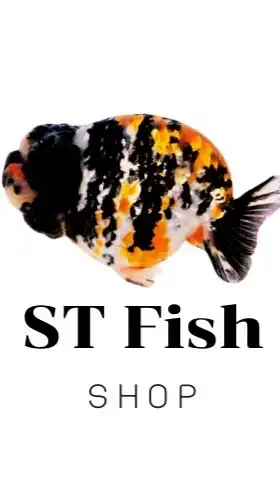 ST Fish Farm ปลาสวยงาม