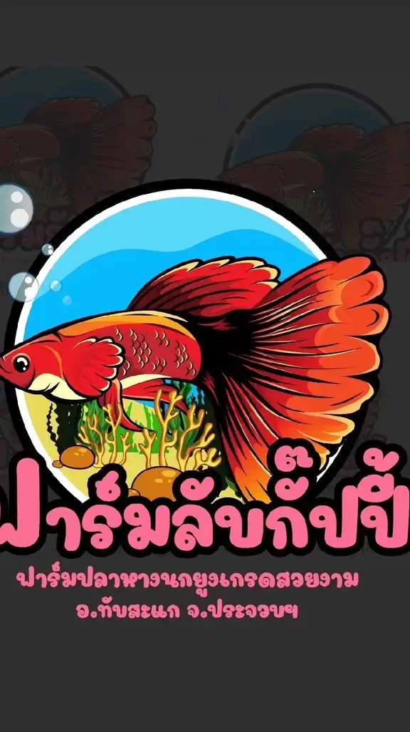 ปลาหางนกยูงสวยๆ (พูดคุย แลกเปลี่ยนปลา)