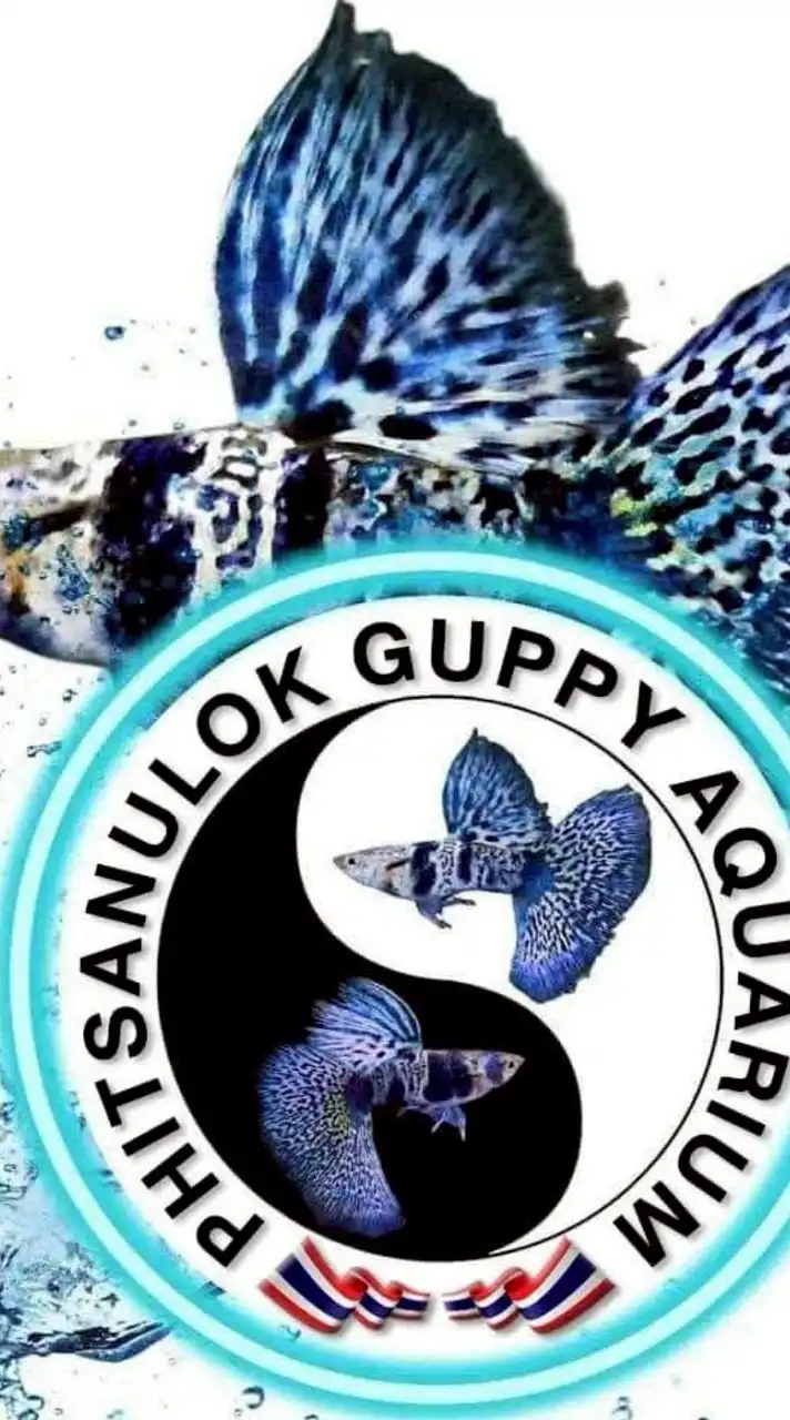 Phitsanulok Guppy Aquarium