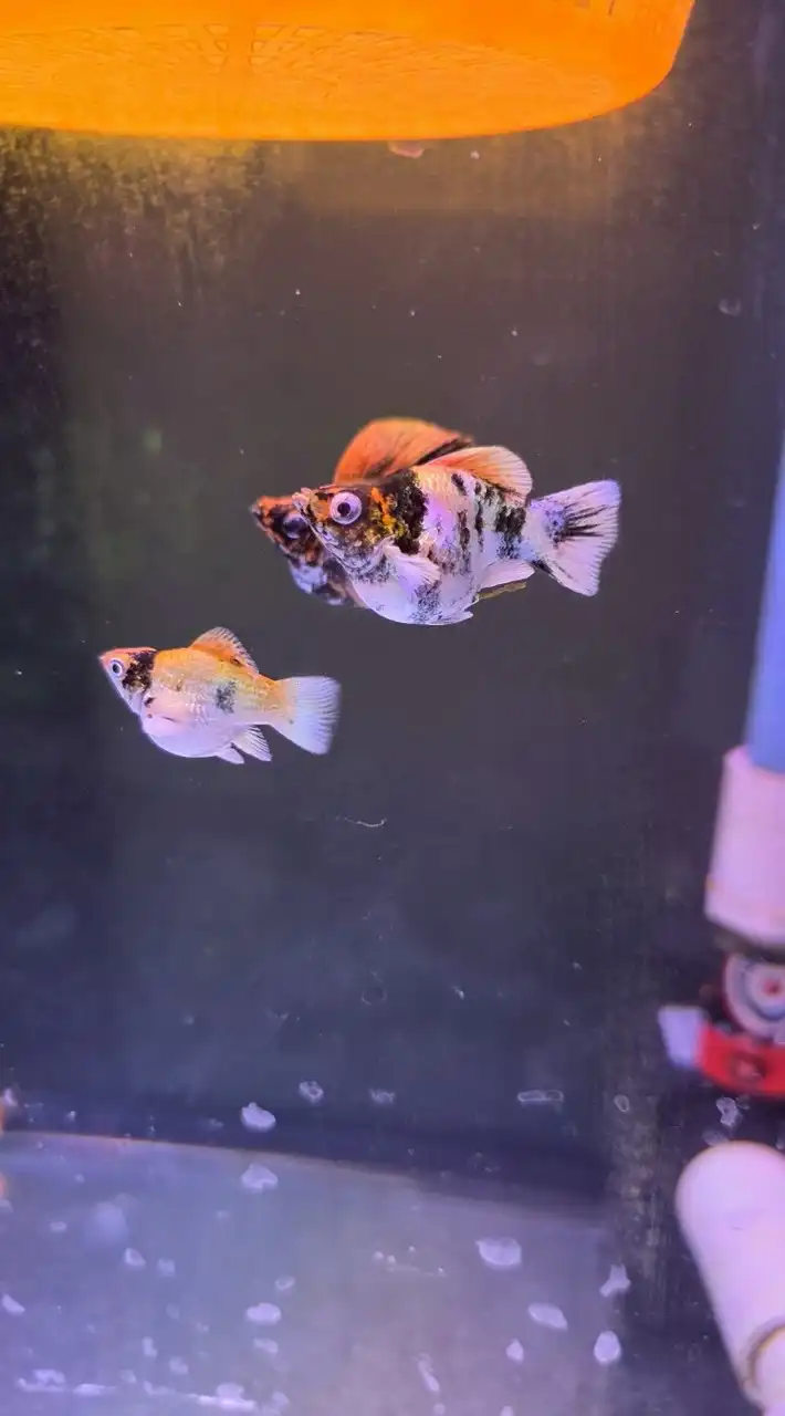Zam-Ts.Balloon fish molly
