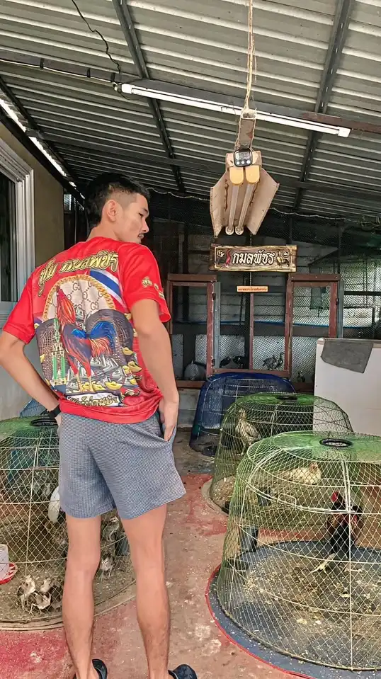 " ซุ้ม กมลพัชร "พันธุกรรมพม่าแข้งคม🐲เหล่าโกวเซ้มฟาร์ม 🐲