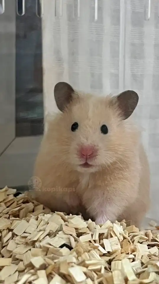 ผ่อนของ Hamster.Castle