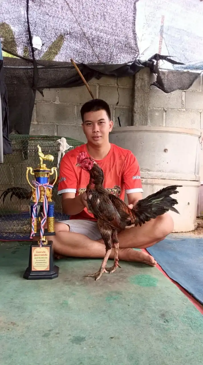 ดรีม ไก่ชน