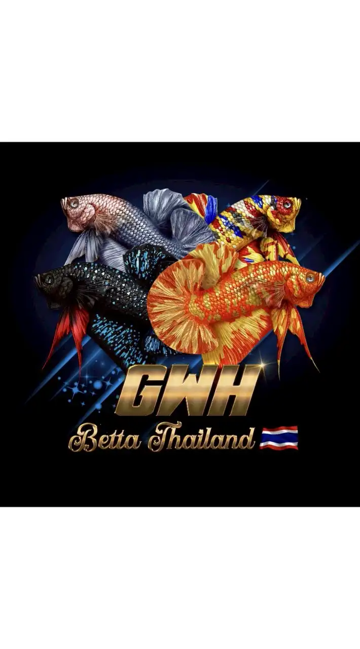 GWH BETTA กลุ่มปลากัดเฉพาะทางผมลงขาย