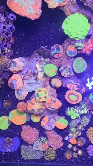 Fanatic reef tank