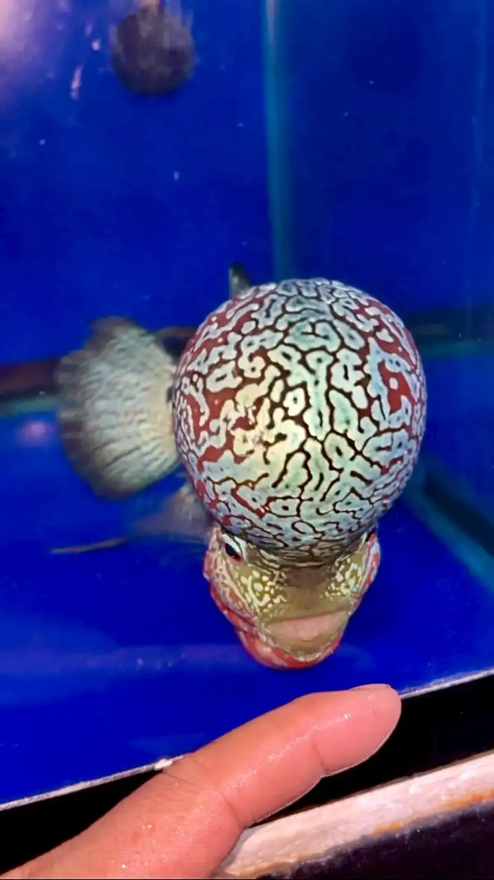 ประมูลปลาสวยงาม