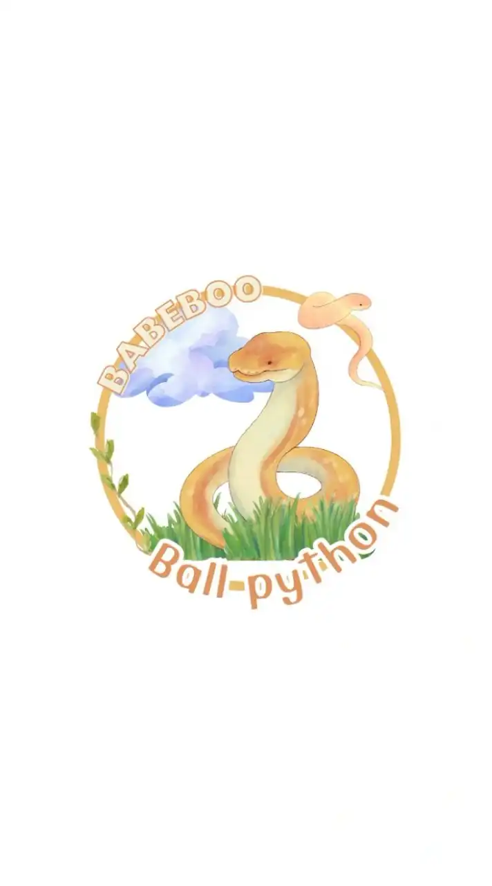babebooballpython