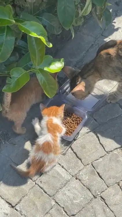 Purrrr 🇹🇭🐈