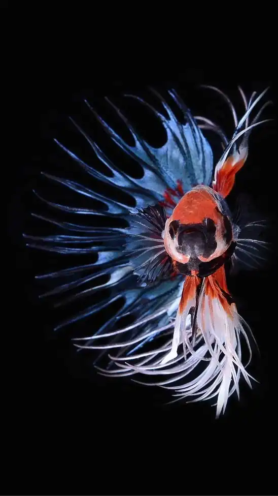 TENGBETTA