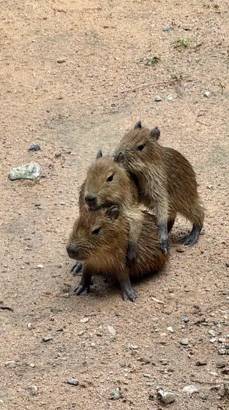 ด้อมกะปิ Capybara หมามะพร้าว