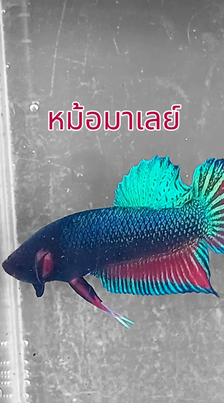 ร้านขายปลากัดอุดรธานี
