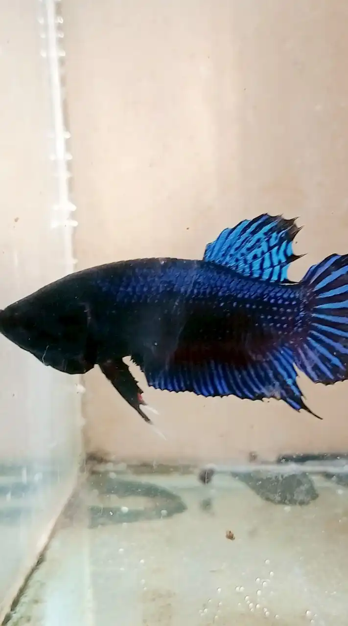 ร้านขายปลากัดอุดรธานี