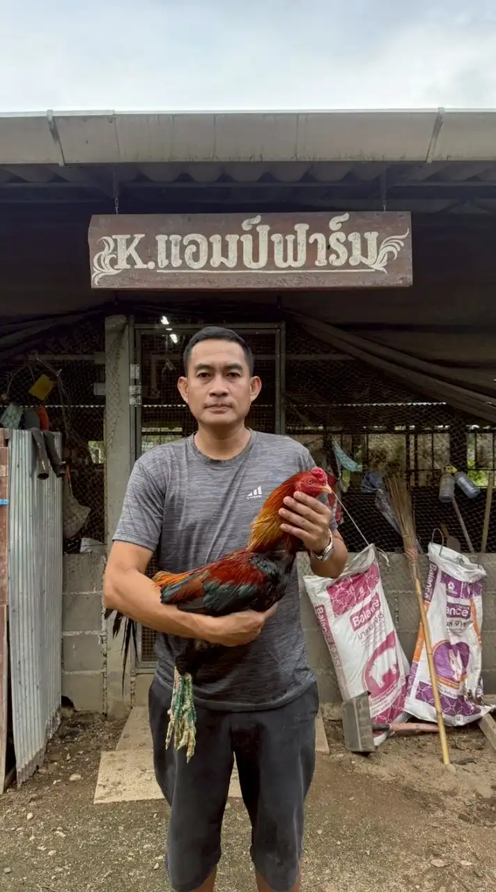 พม่าแม่สะเรียงดั้งเดิม100% ครูแอมป์ฟาร์ม