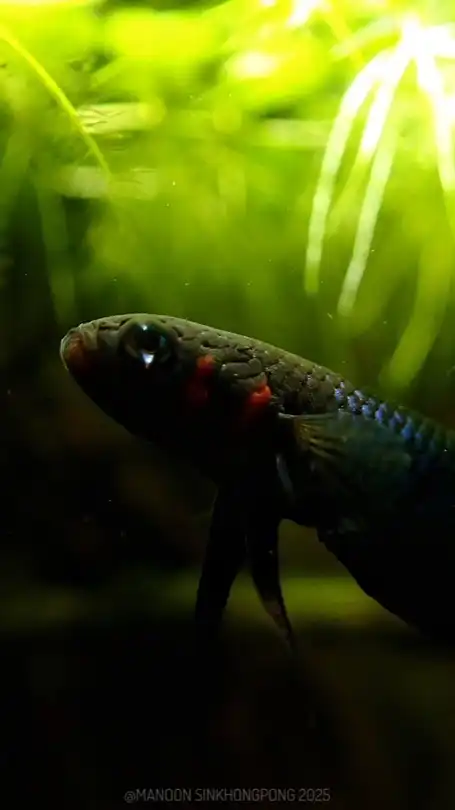 Betta coccina and betta mouthbrooder shop