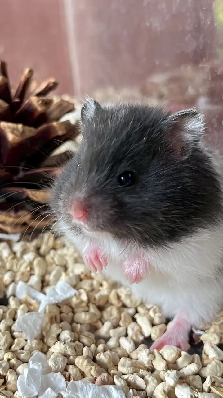 แฮมเตอร์ เอมิเอ็มม่าบ้านฟาร์ม