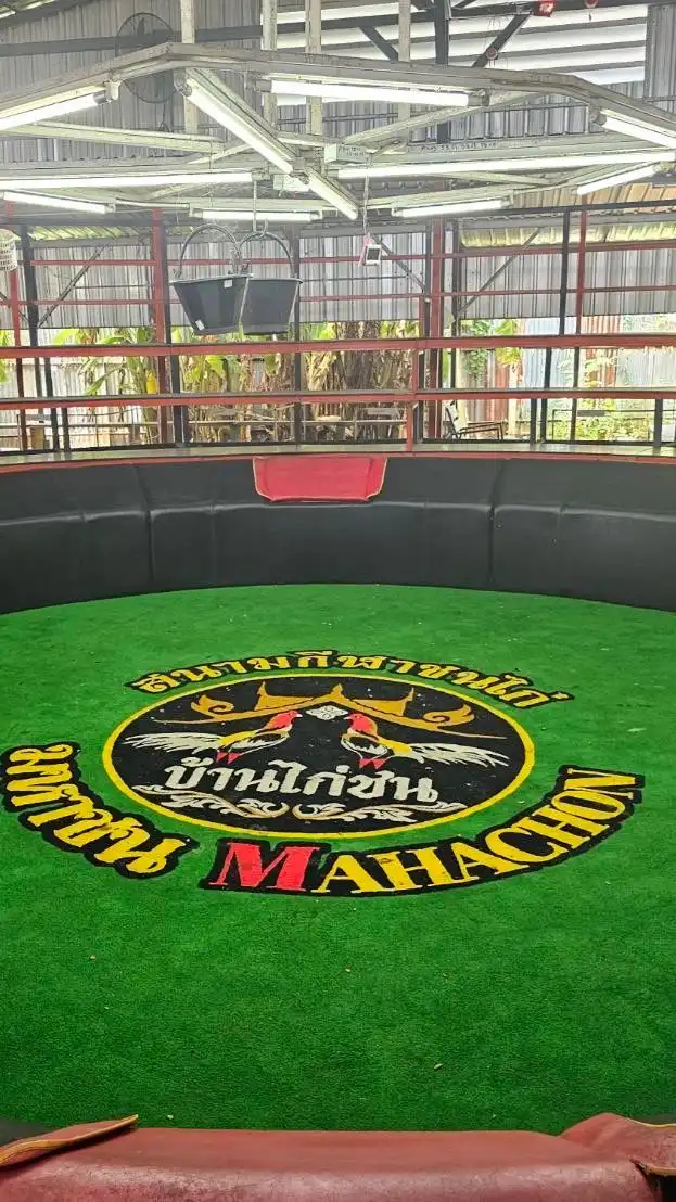 สนามชนไก่ ณ อำนาจราชสีห์888