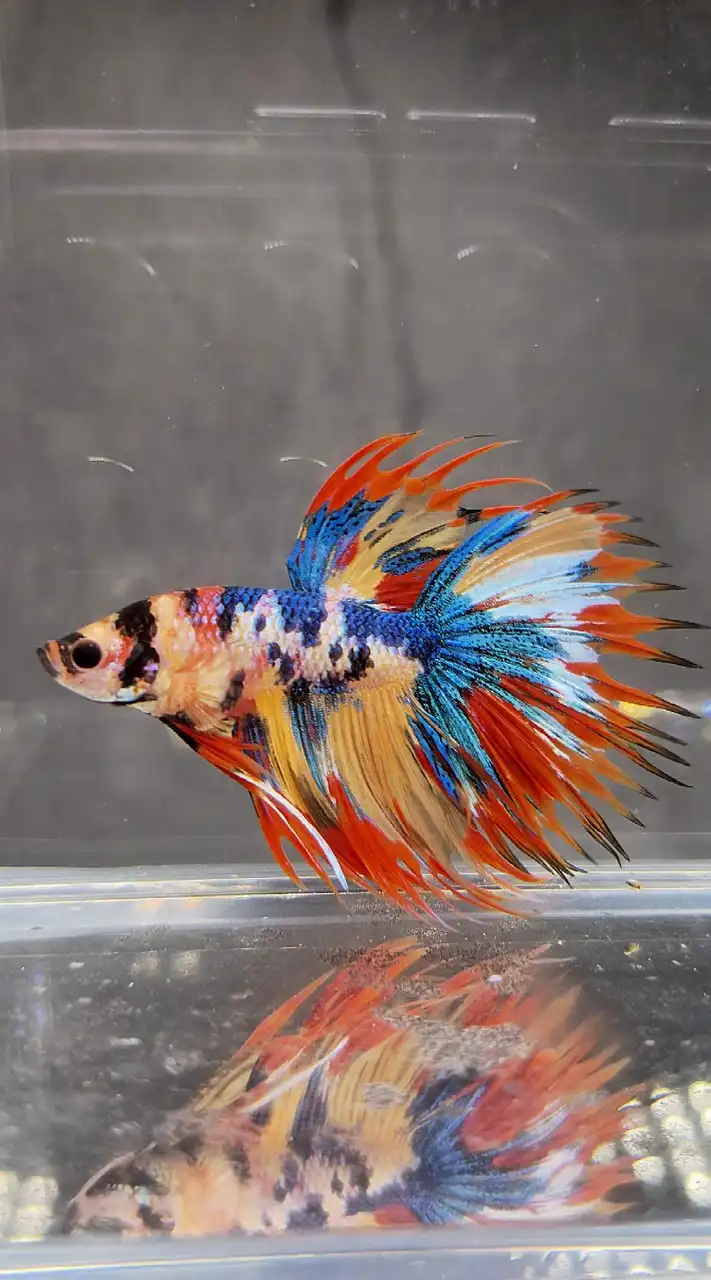 TOP BETTA FARM - กลุ่มซื้อขาย อัพเดท ปลากัดเฉพาะ Admin