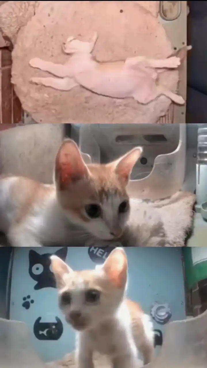 ส้มจิ๋วฯลฯ🐈✨