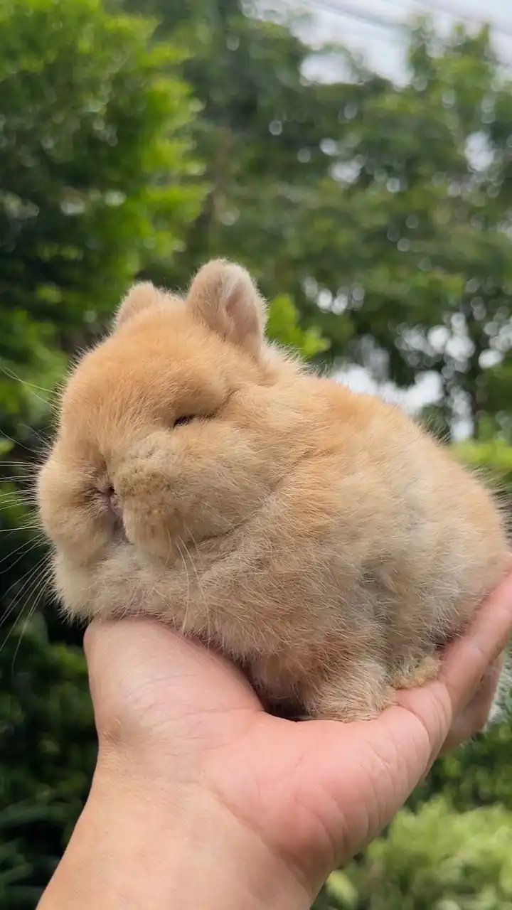 แรบบิท ที คัพ