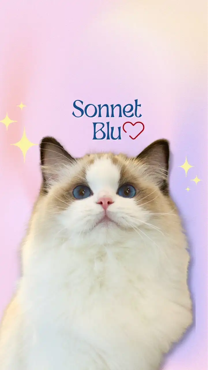 🩵Sonnet Blu Ragdoll🩵