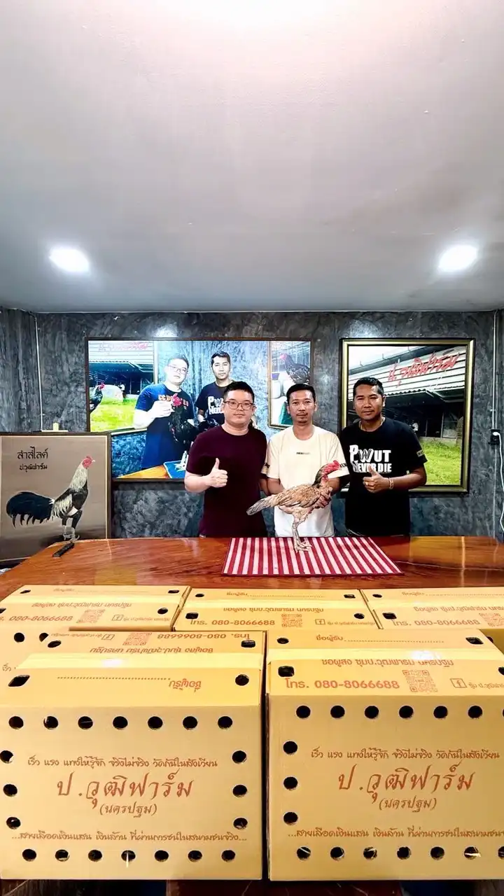 ซุ้ม วันชะเอม สายเลือด ป.วุฒิ 100💯