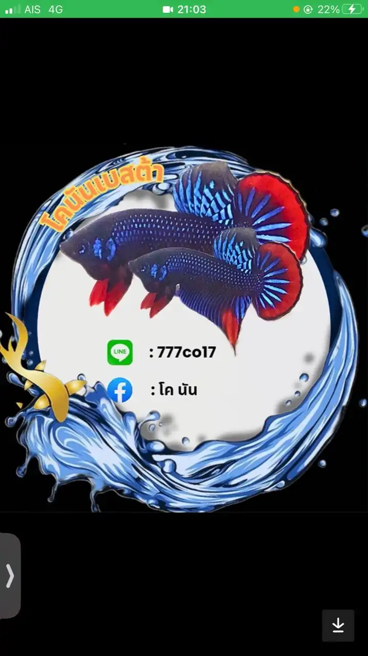 นัน ปลากัดป่า🌙