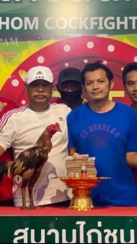 ส่งคลิ๊ปไก่ เข้าสโมสรพยัคฆ์แดนเหนือ