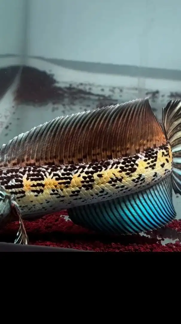 “SP Highfin Channa TH” Club