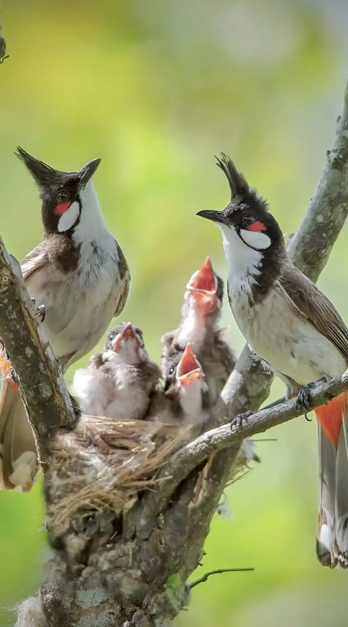 ฟาร์มเพาะพันธุ์นกกรงหัวจุก ประมูลซื้อขาย