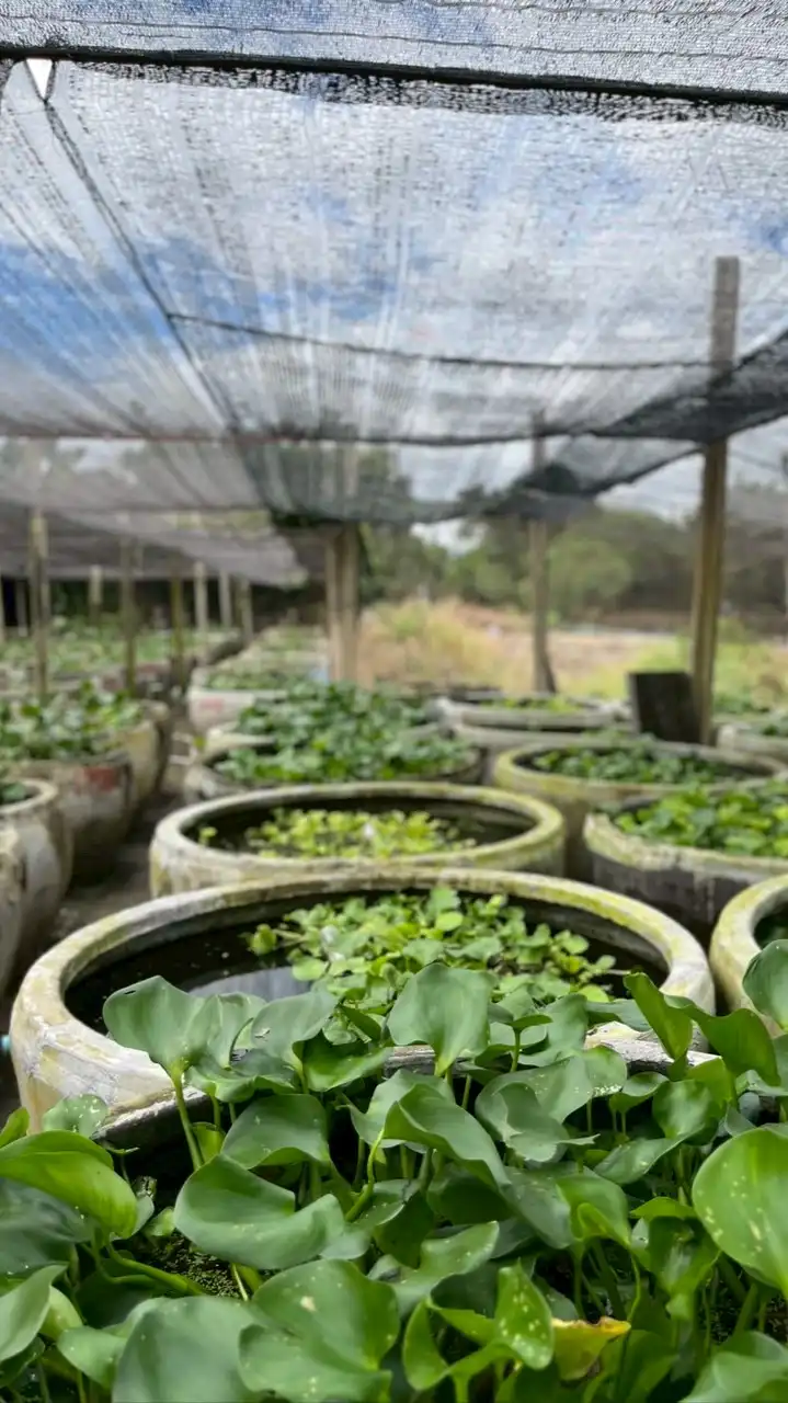 ปลากัดนครปฐมมาเลย์ ( ท้ายเล้าหมู ) 🐷