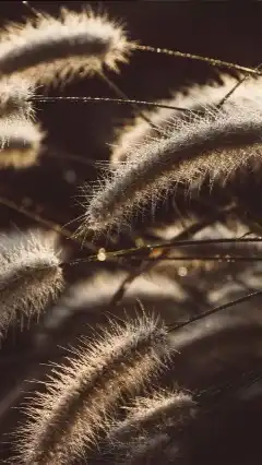 ฝากร้าน ฝากงานฟรี(ซื้อ-ขายทุกอย่าง)