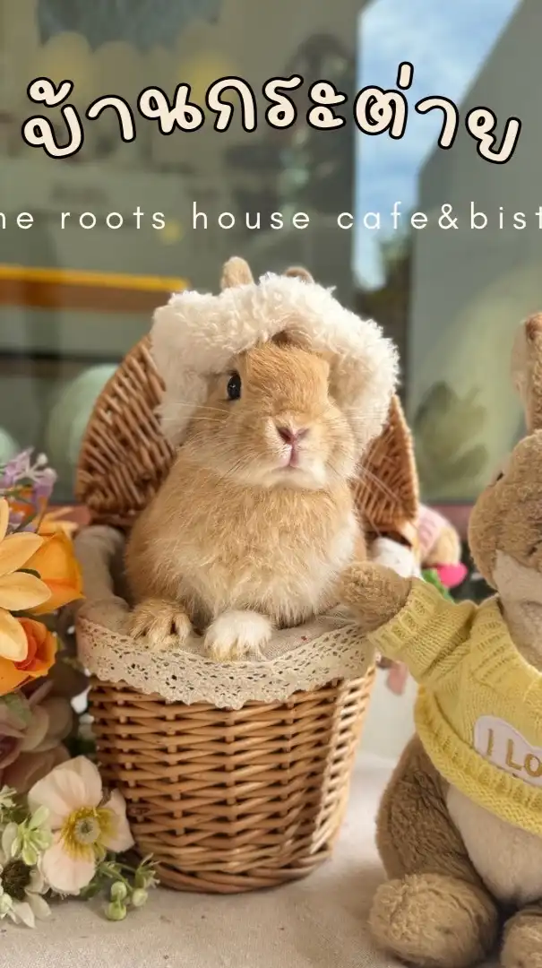 Bunny meeting By the roots house